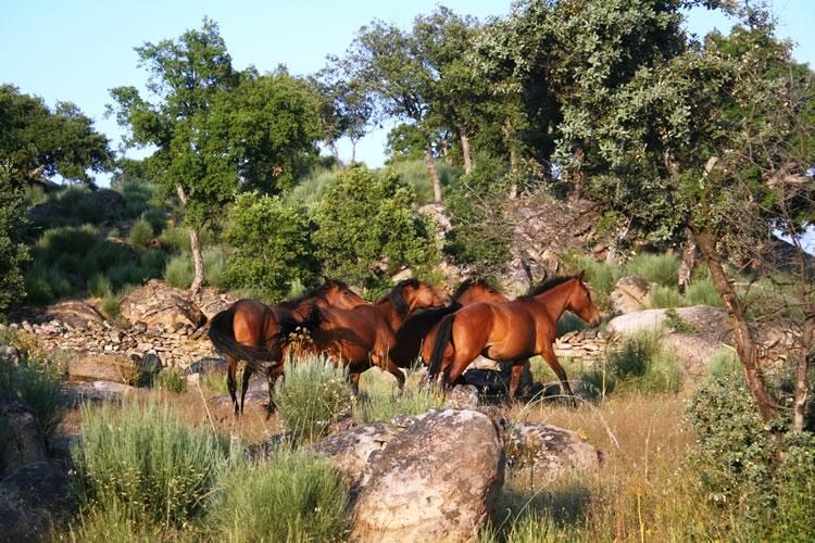 Quinta Lamosa Agroturismo Arcos de Valdevez Esterno foto